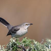 Northern Mockingbird