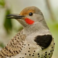 Northern Flicker