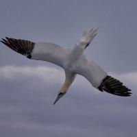 Diving Northern Gannet