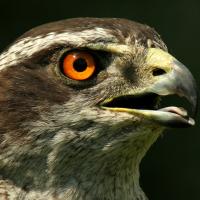 Northern Goshawk