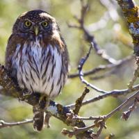 Northern Pygmy Owl