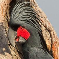 Palm Cockatoo