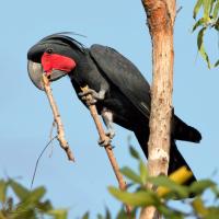 Palm Cockatoo