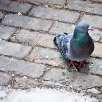 Pigeon on cobblestone street