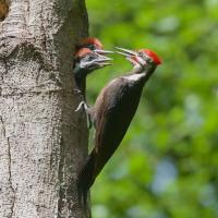 Pileated Woodpecker nest with parent and chicks