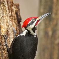 Pileated Woodpecker