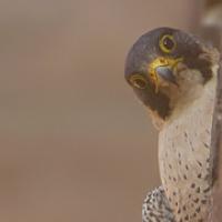 Peregrine Falcon, head tilted to one side, peers at the viewer