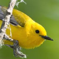 Prothonotary Warbler