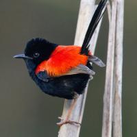 Red-backed Fairy Wren