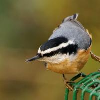 Red-breasted Nuthatch