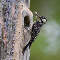 Red-cockaded Woodpecker, insect in its beak, perched at entrance to manufactured nest