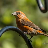 Red Crossbill showing it's reddish-brown plumage and sharp crossed beak