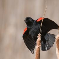 Male Red-winged Blackbird