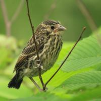 Red-winged Blackbird juvenile