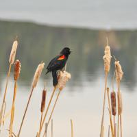 Red-winged Blackbird in marsh