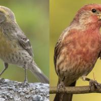 Yellow and Red House Finches