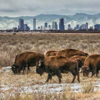 Rocky Mountain Arsenal Refuge