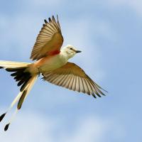 Scissor-tailed Flycatcher in flight against a partly cloudy sky, the bird's tail showing the classic split, its pale wings showing red on the underside where it meets the body.