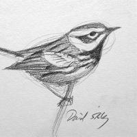 Sketch of a bird drawn by David Sibley