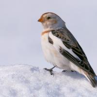 Snow Bunting