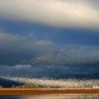 Snow Geese flock take flight