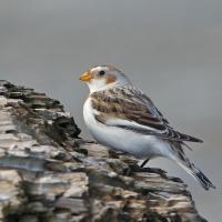 Snow Bunting on rocks near shore