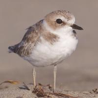 Snowy Plover