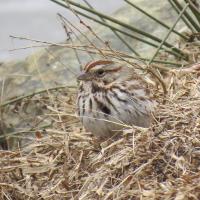 Song Sparrow sits on the ground, surrounded by grass and fallen leaves 