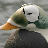 Spectacled Eider