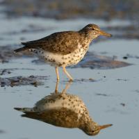 Spotted Sandpiper