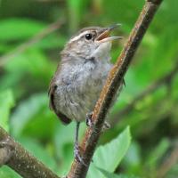 Immature Bewick's Wren