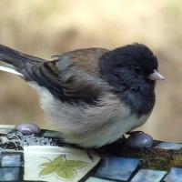 Dark-eyed Junco