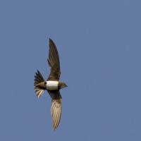 Alpine Swifts in flight against a blue sky