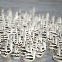 American Avocets in non-breeding plumage