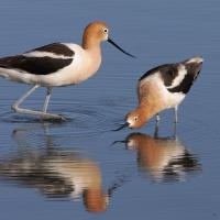 Pair of American Avocets