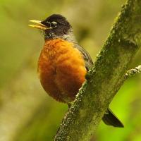 American Robin