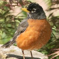 An American Robin