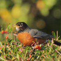 American Robin in birdbath