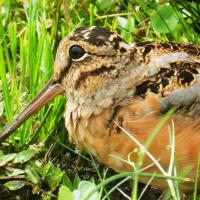 American Woodcock