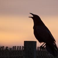 American Crow calling at sunrise