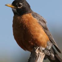 American Robin