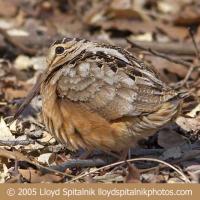 American Woodcock
