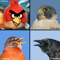 Angry Birds