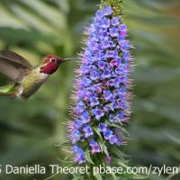 Anna's Hummingbird