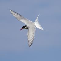 Arctic Tern in flight