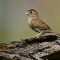 Bachman's Sparrow