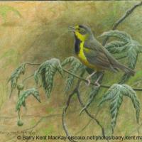 Bachman's Warbler