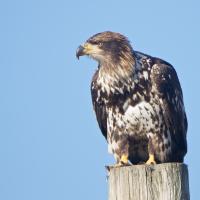 Immature Bald Eagle