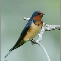 Barn Swallow