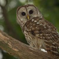 Barred Owl alert in tree